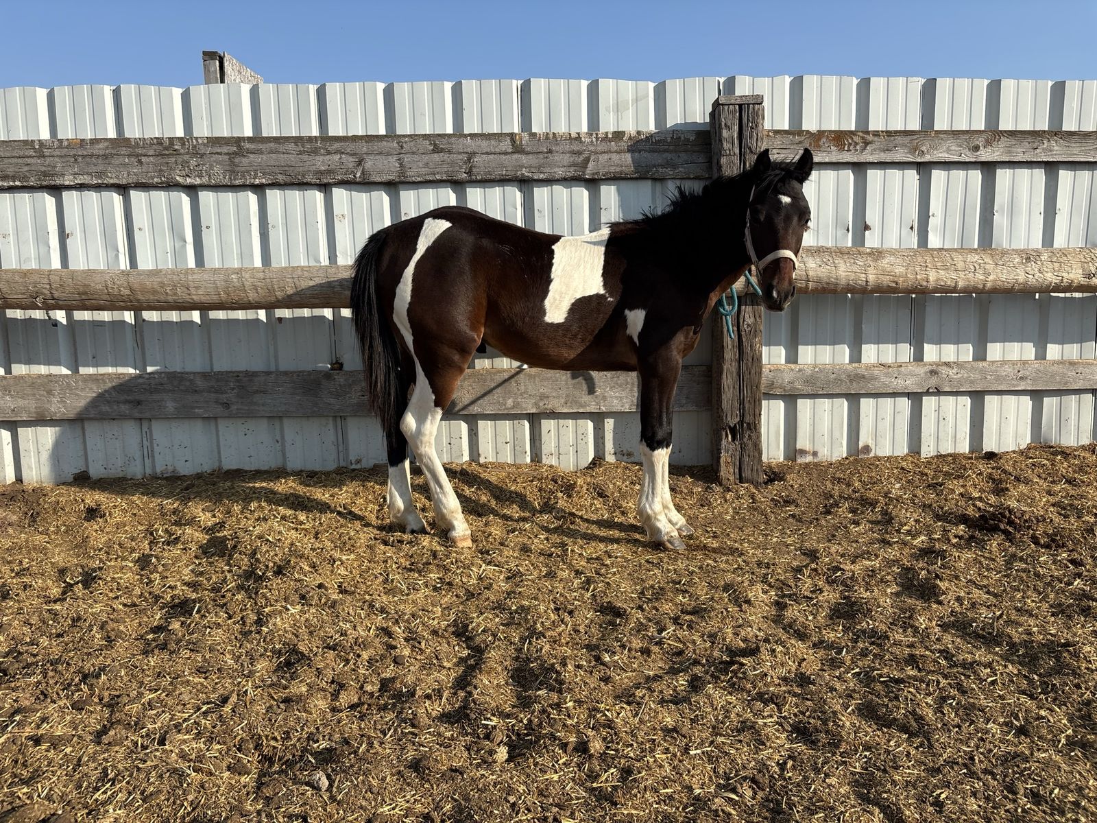 Yearling Bay Paint Colt