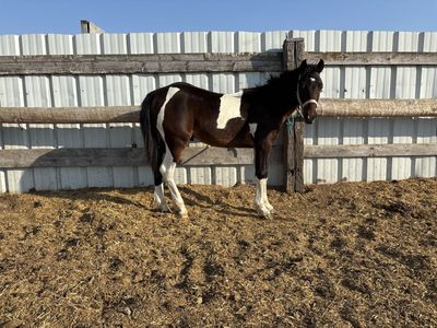 Yearling Bay Paint Colt