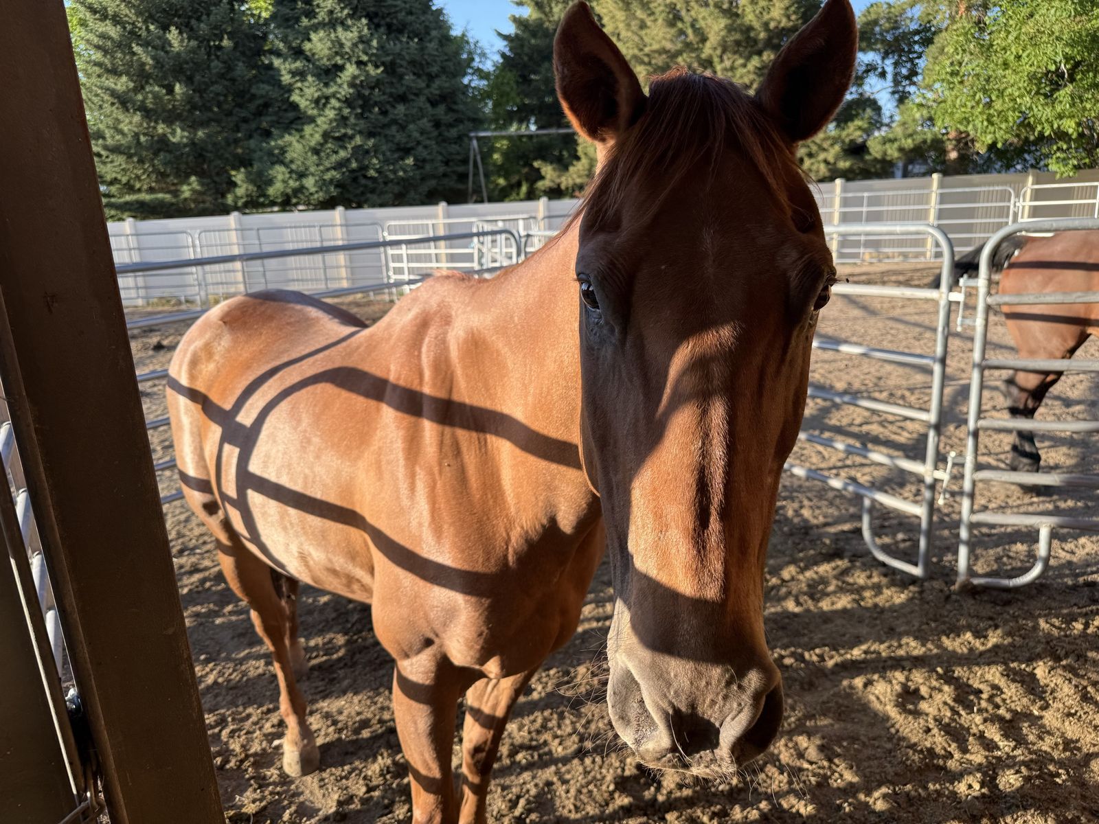 Kids horse, Mare, 20yrs old