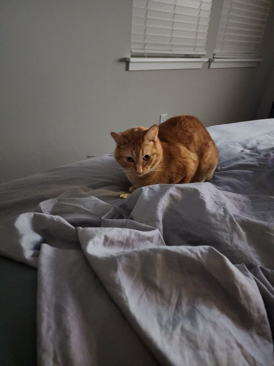 Cute spunky cat