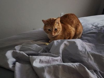 Cute spunky cat