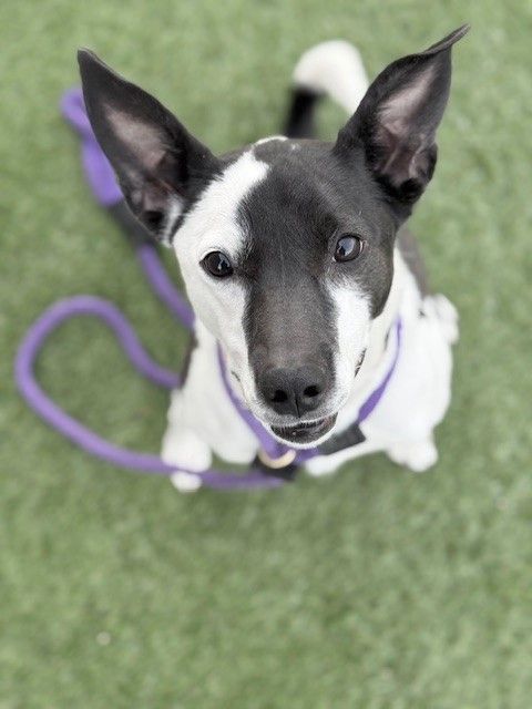 A159229 Penelope is Available for Adoption!