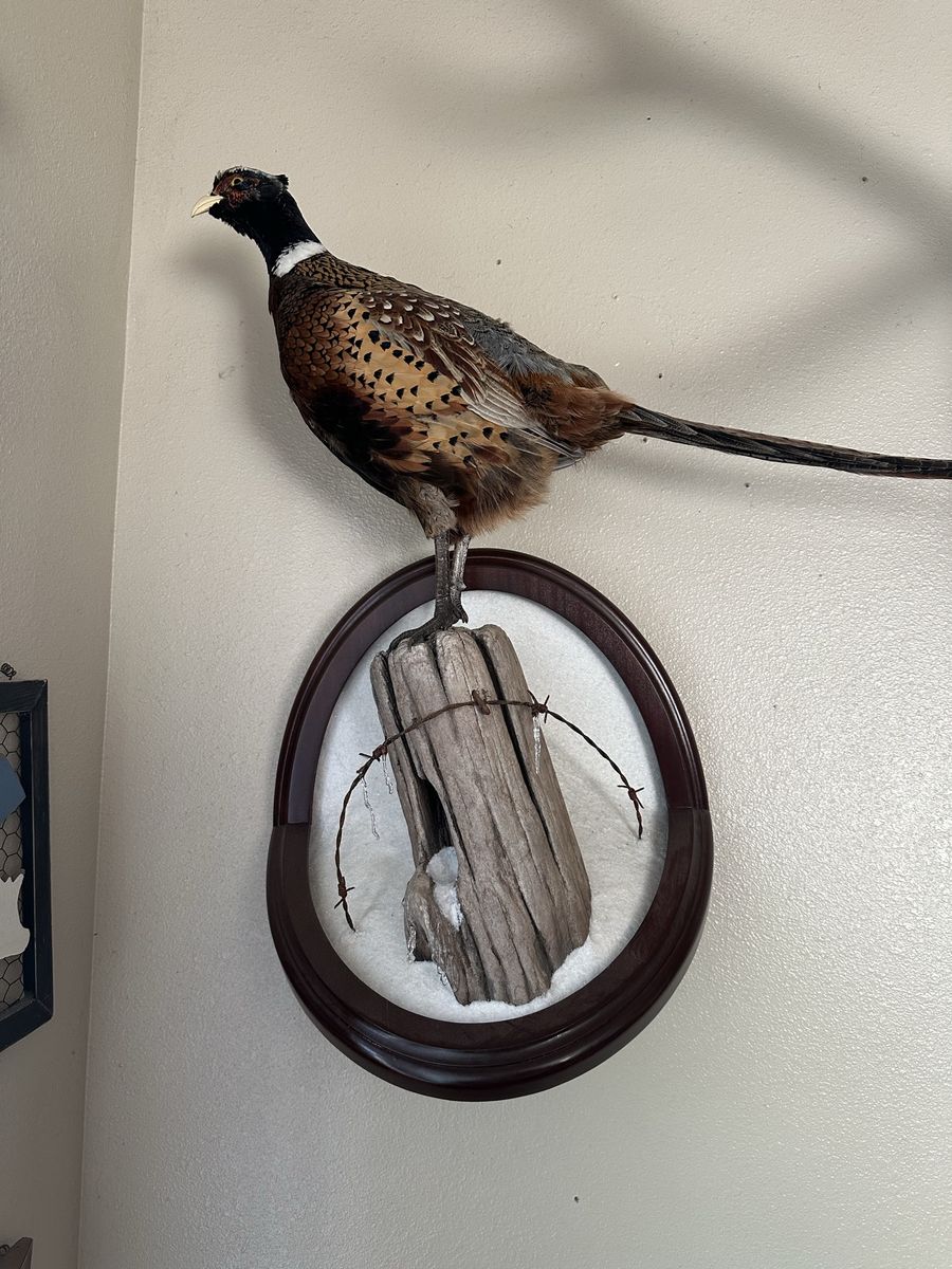 Beautiful pheasant mount with snow background/ice