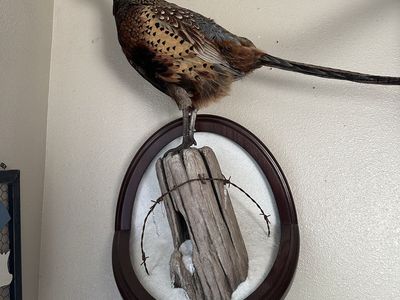Beautiful pheasant mount with snow background/ice
