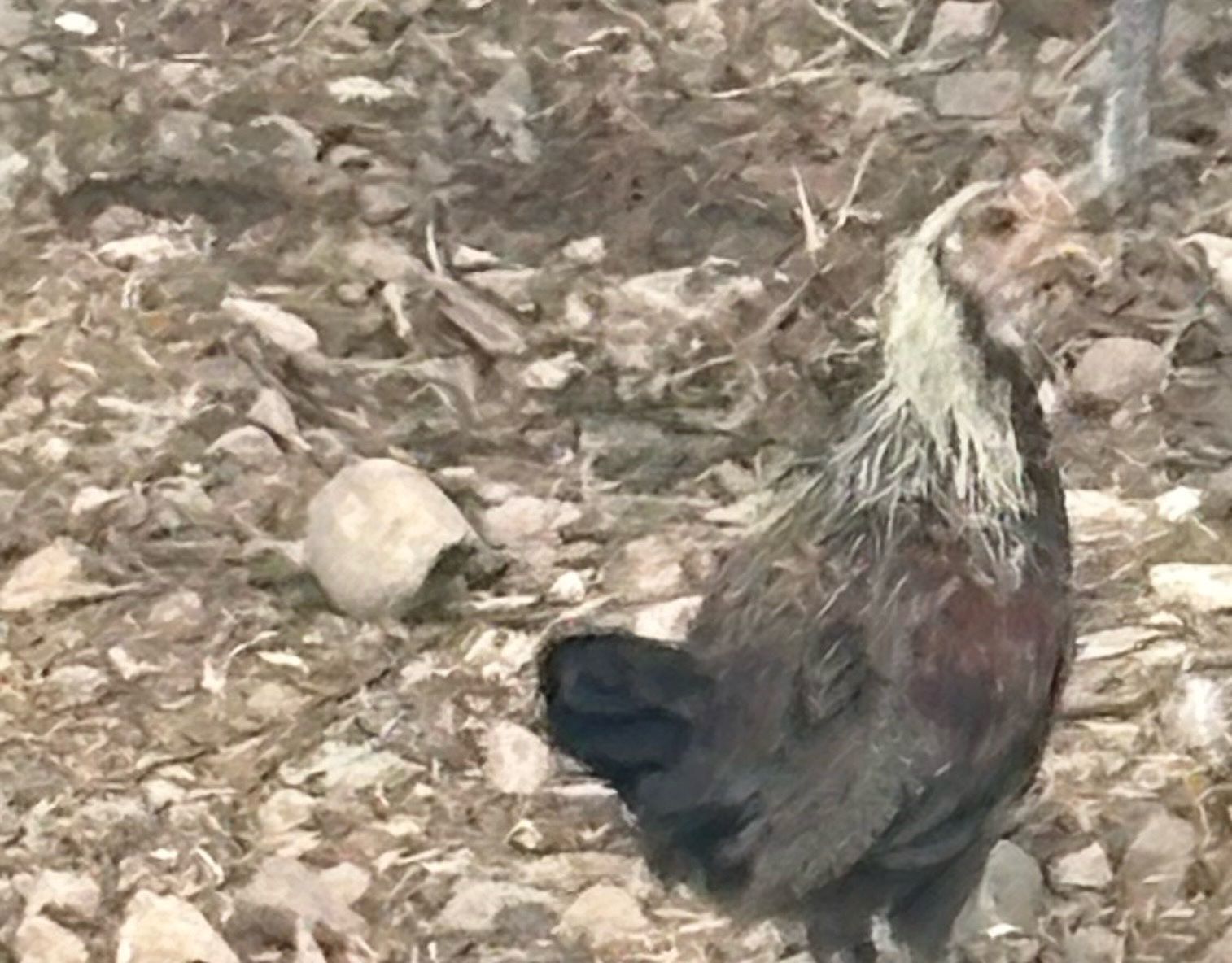 Young gamefowl stags