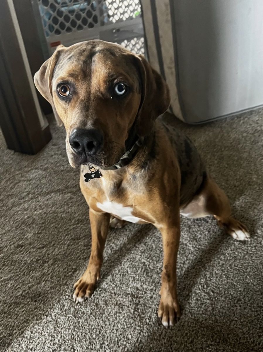 Catahoula Leopard Dog, 4-Year-Old male, Needs Loving Home