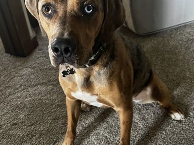Catahoula Leopard Dog, 4-Year-Old male, Needs Loving Home