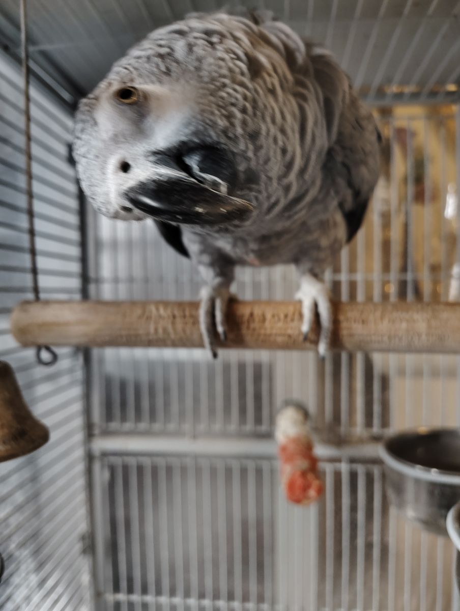 Bird African Grey Parrot Cute & Funny