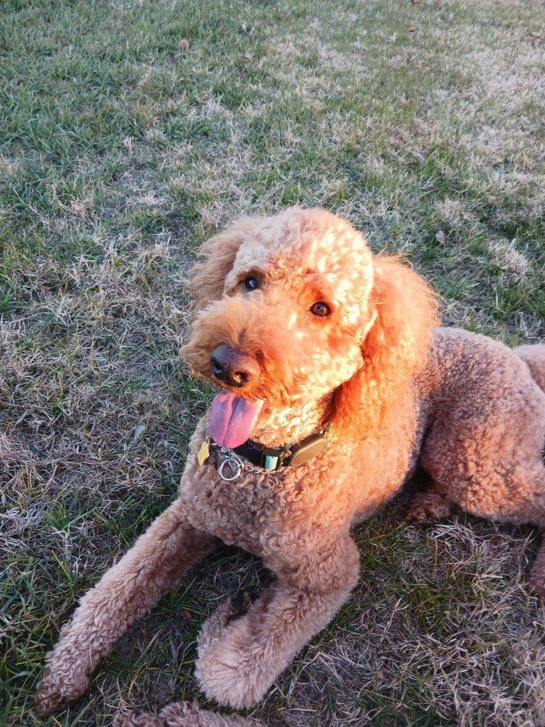 AKC Red Standard Poodle/ Goldendoodle stud