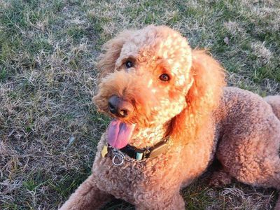 AKC Red Standard Poodle/ Goldendoodle stud
