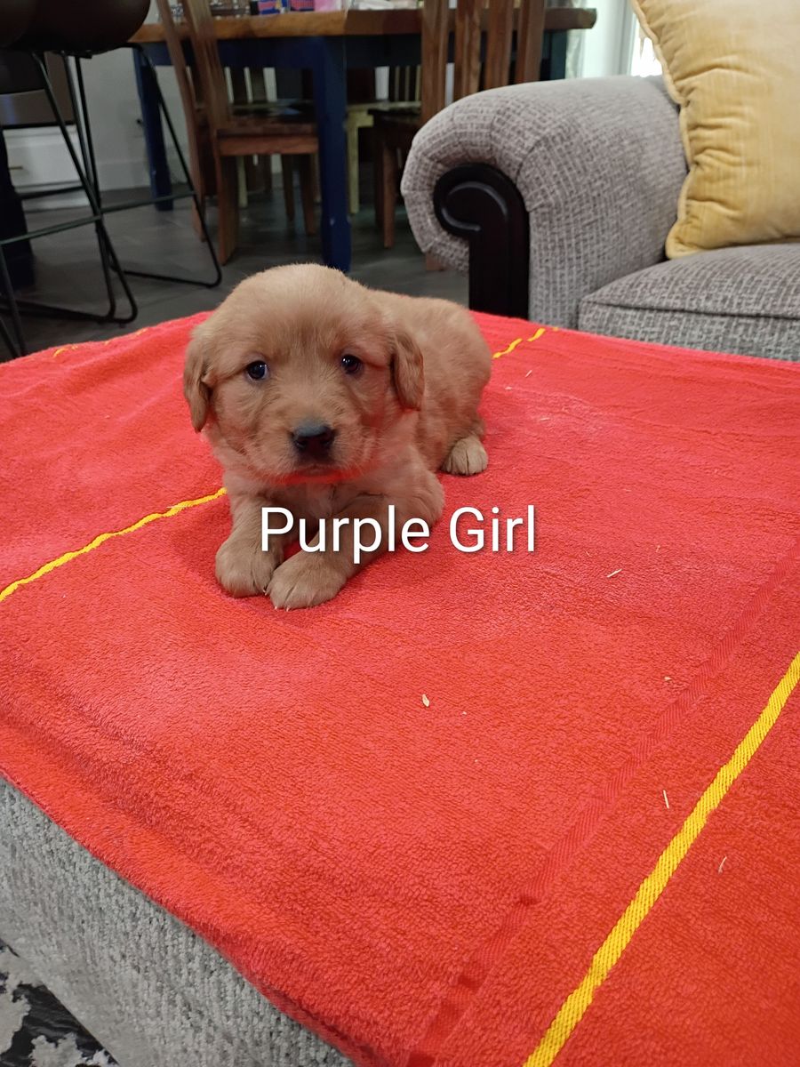 Golden Retriever Puppies!!!