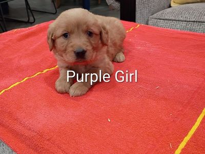 Golden Retriever Puppies!!!