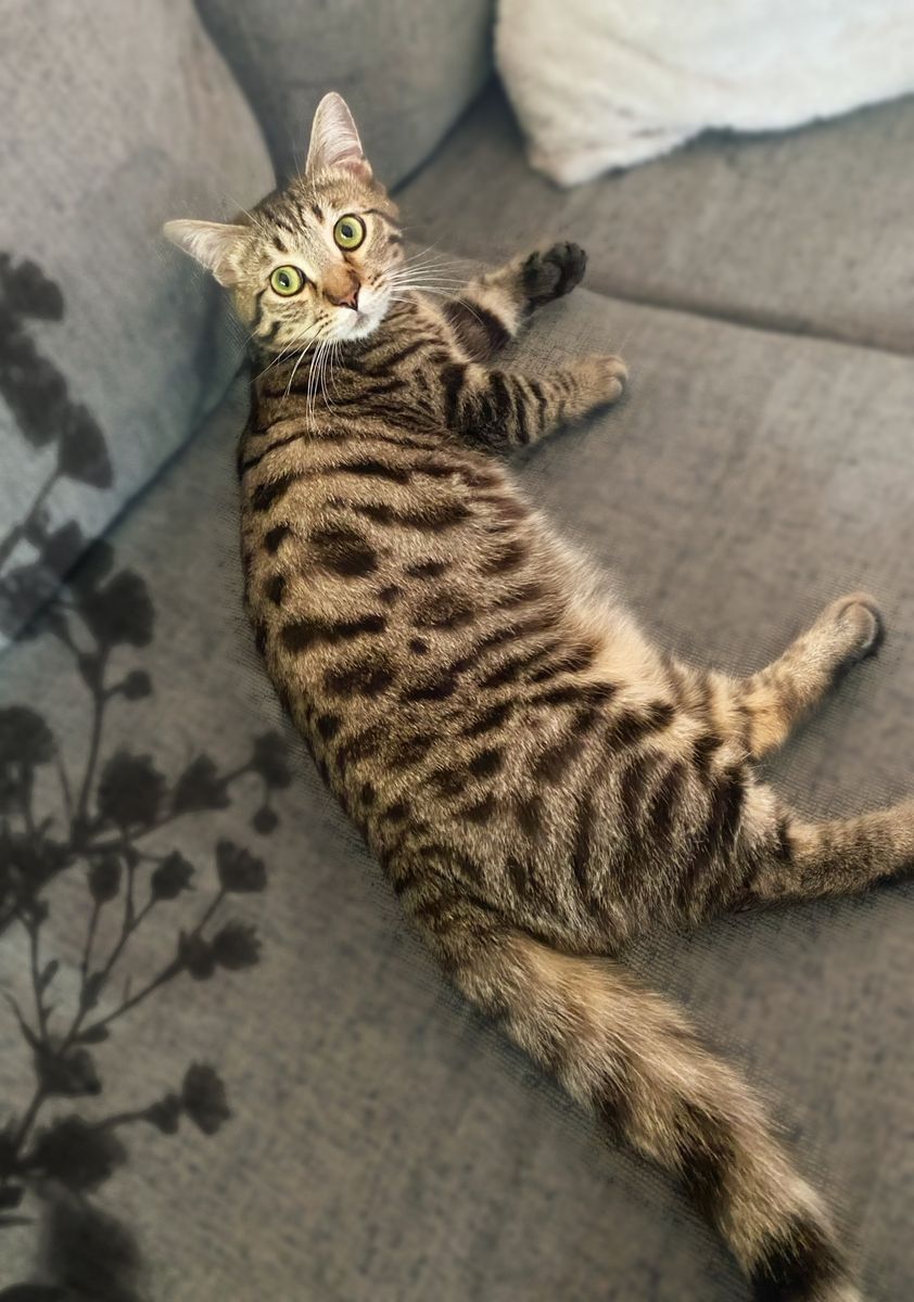 Munchkin x Bengal x Ragdoll kitty!!