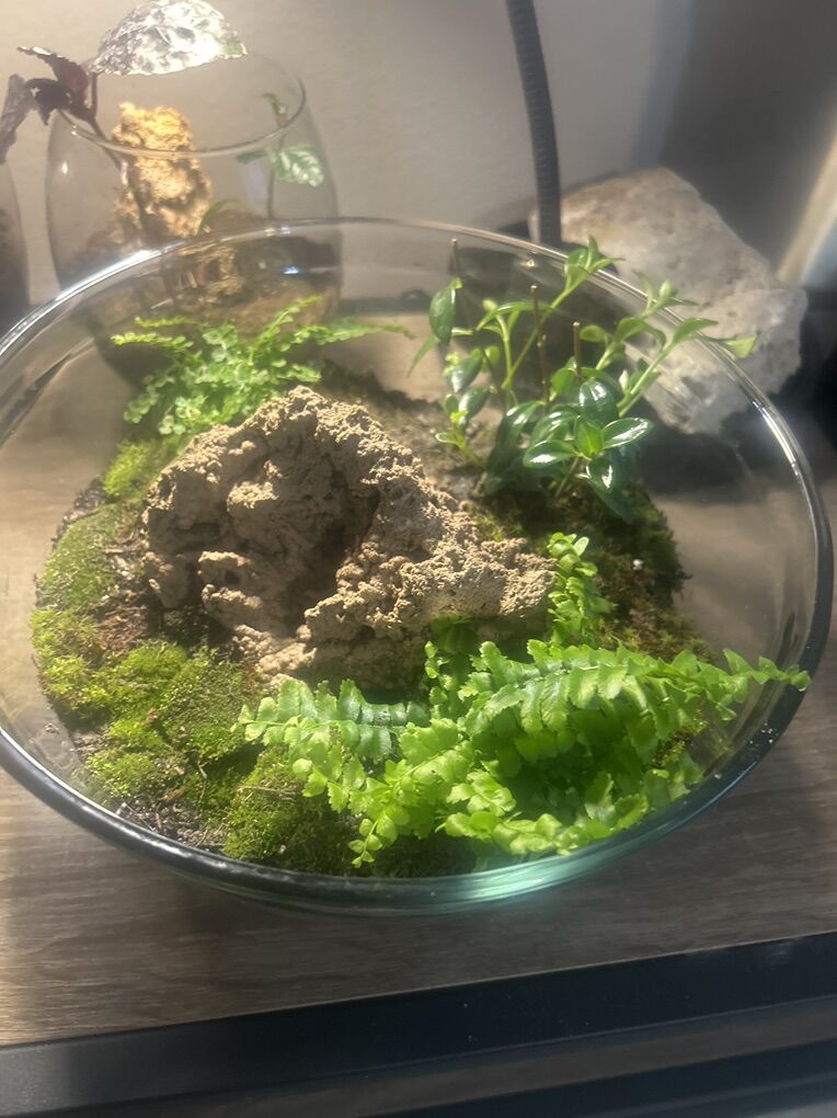 Mid SIze Terrariums