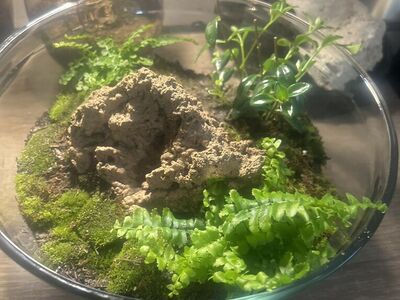 Mid SIze Terrariums
