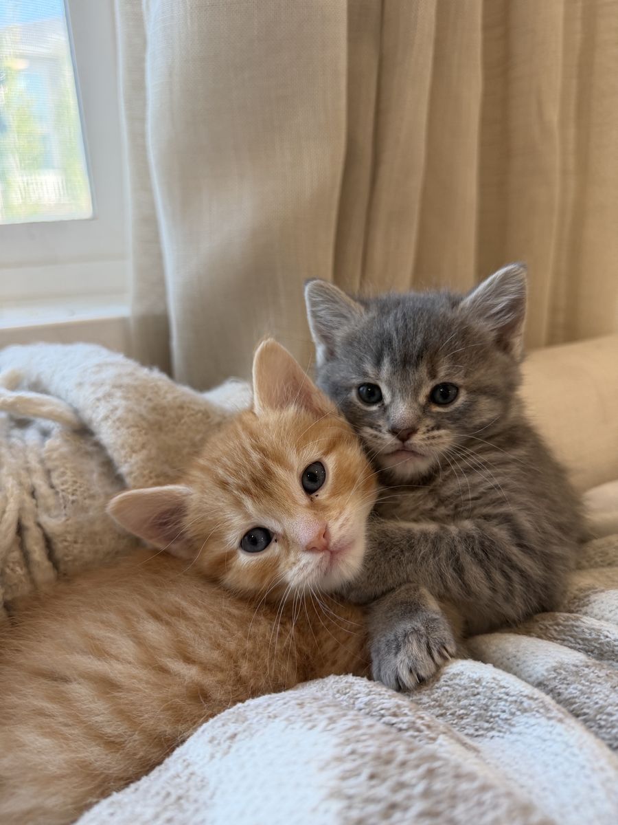 8 Week Old Kittens