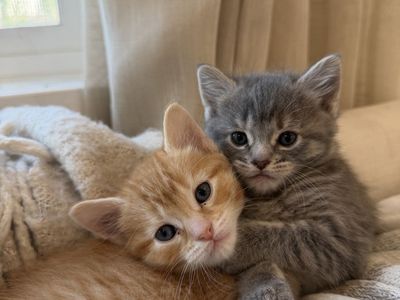 8 Week Old Kittens