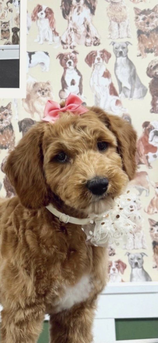 18 week Labradoodle