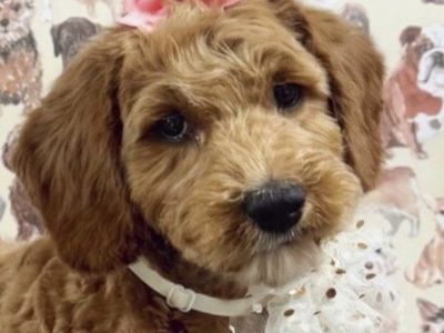 18 week Labradoodle