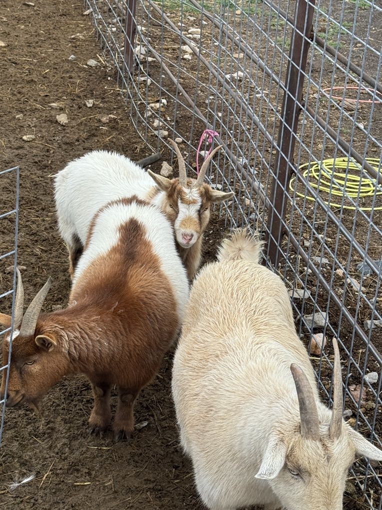 3 Head Of open Goats