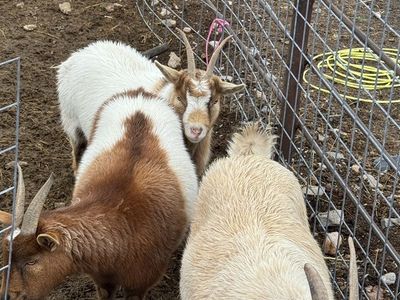 3 Head Of open Goats