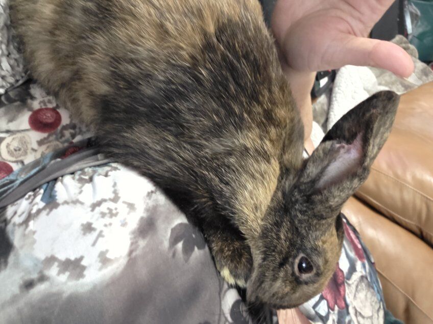 Male Rabbit - "Copper"