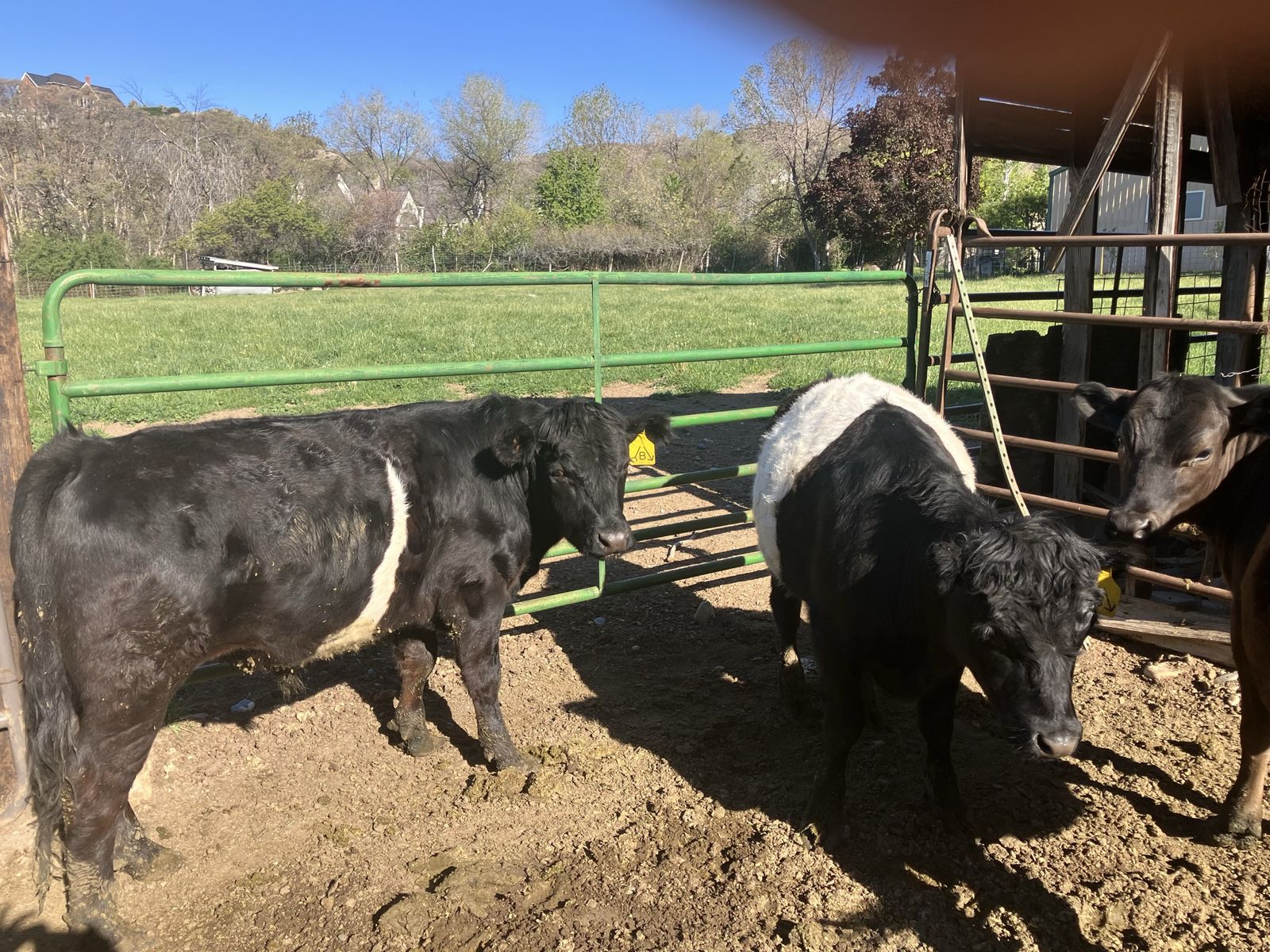 Two steers
