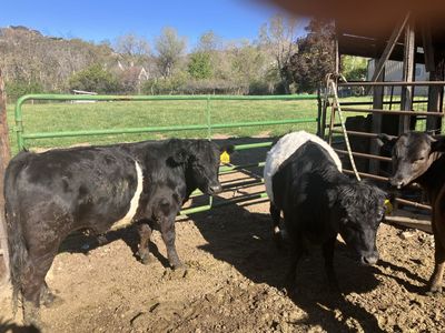 Two steers