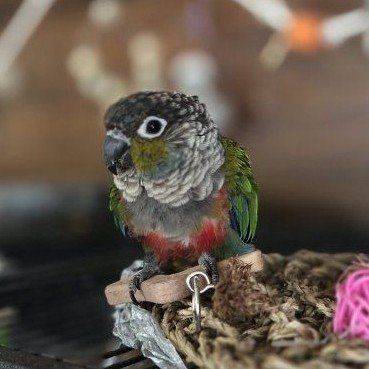 Crimson conure- Handfed