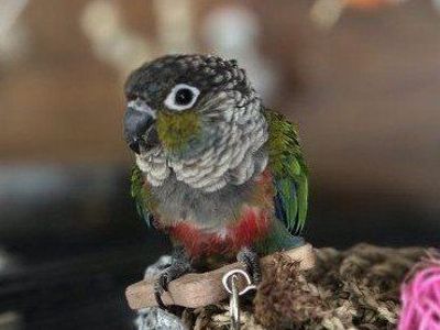 Crimson conure- Handfed