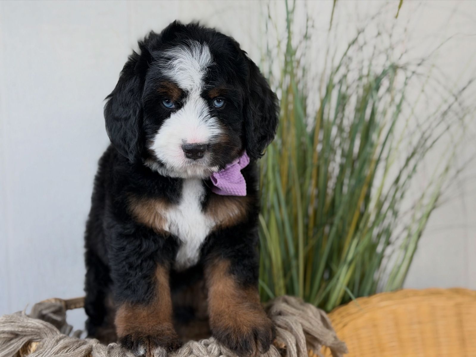 Bernedoodle female blue eyes!
