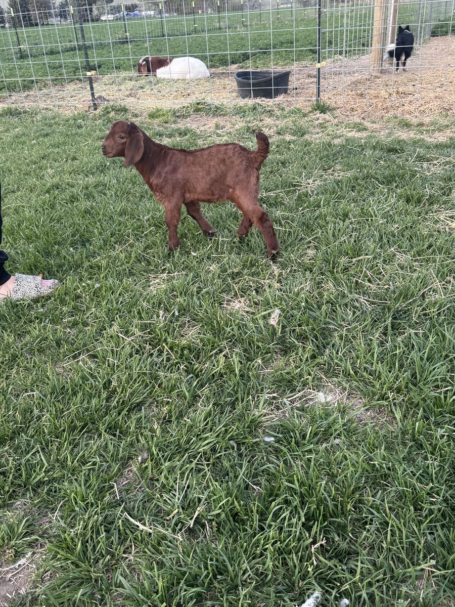Bottle Baby Boer Buck  (moonspot)