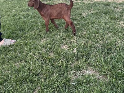 Bottle Baby Boer Buck (moonspot)
