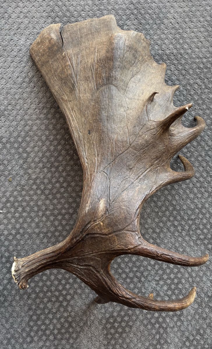 Alaskan moose shed antler.