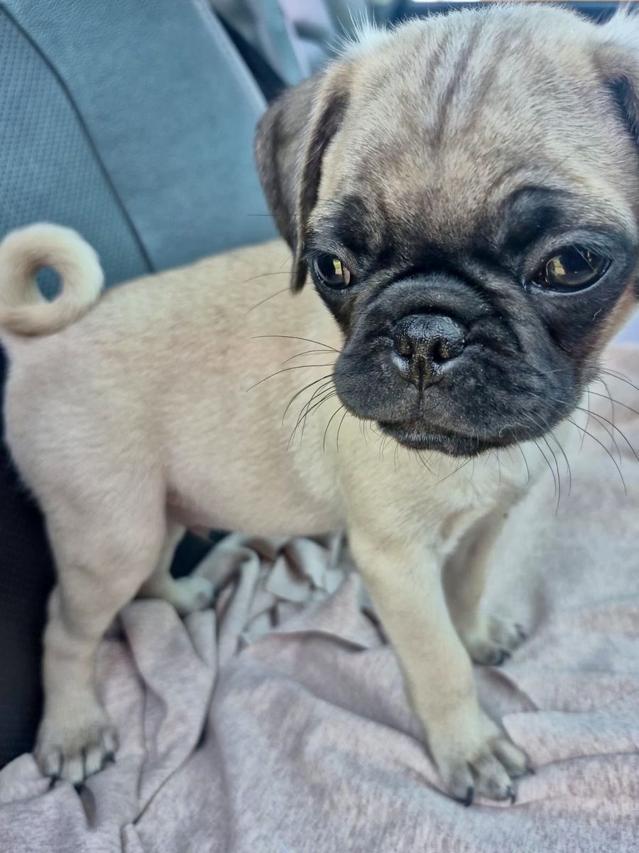 PUG PUPPIES