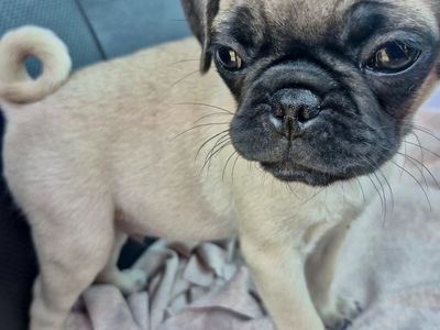 PUG PUPPIES