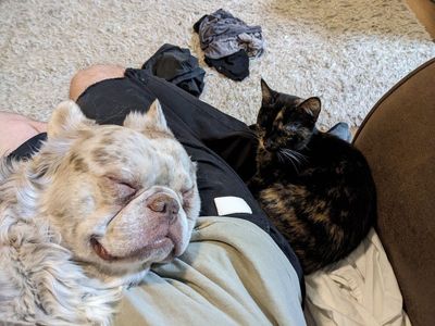 fluffy Isabella Merle French bulldog