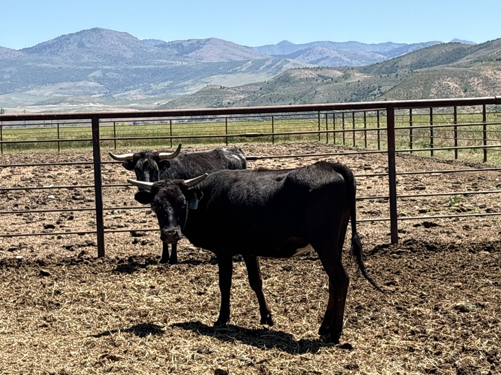 3 Corriente Heifers