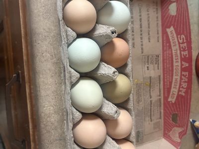 Fresh Farm Eggs