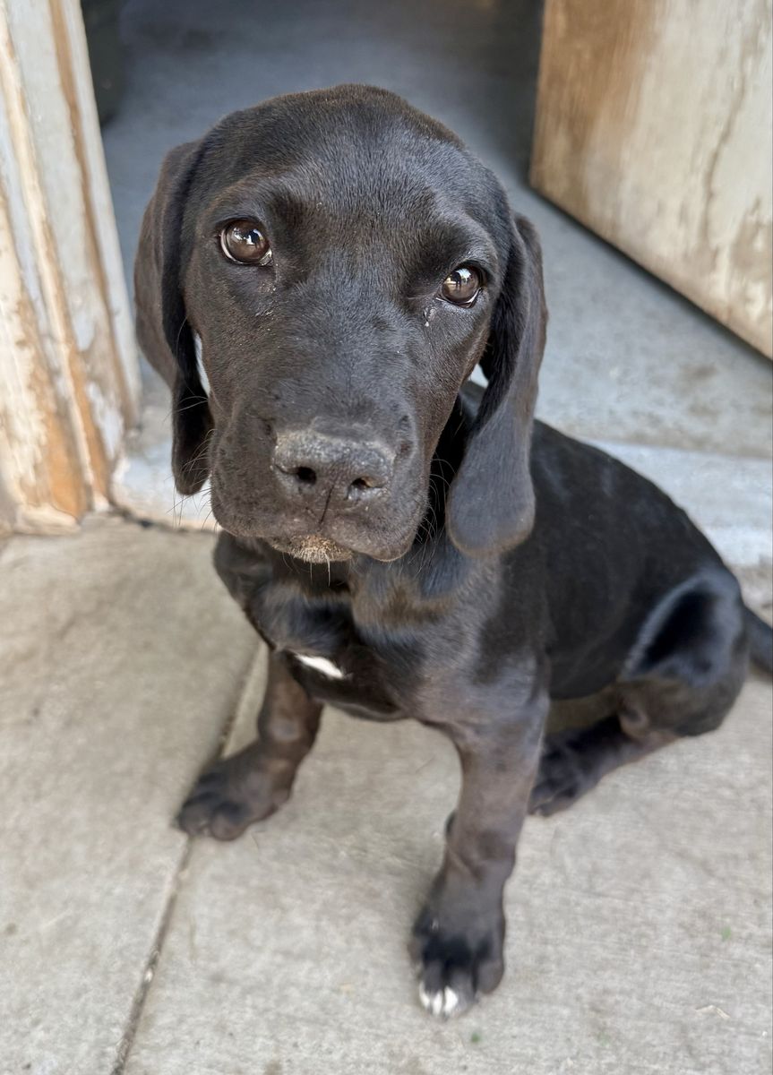 ONE PUPPY LEFT!