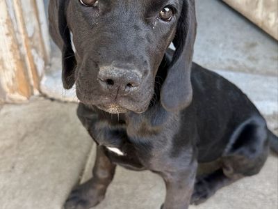 ONE PUPPY LEFT!