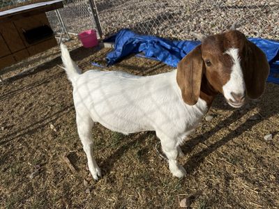 Boer Doe Goat