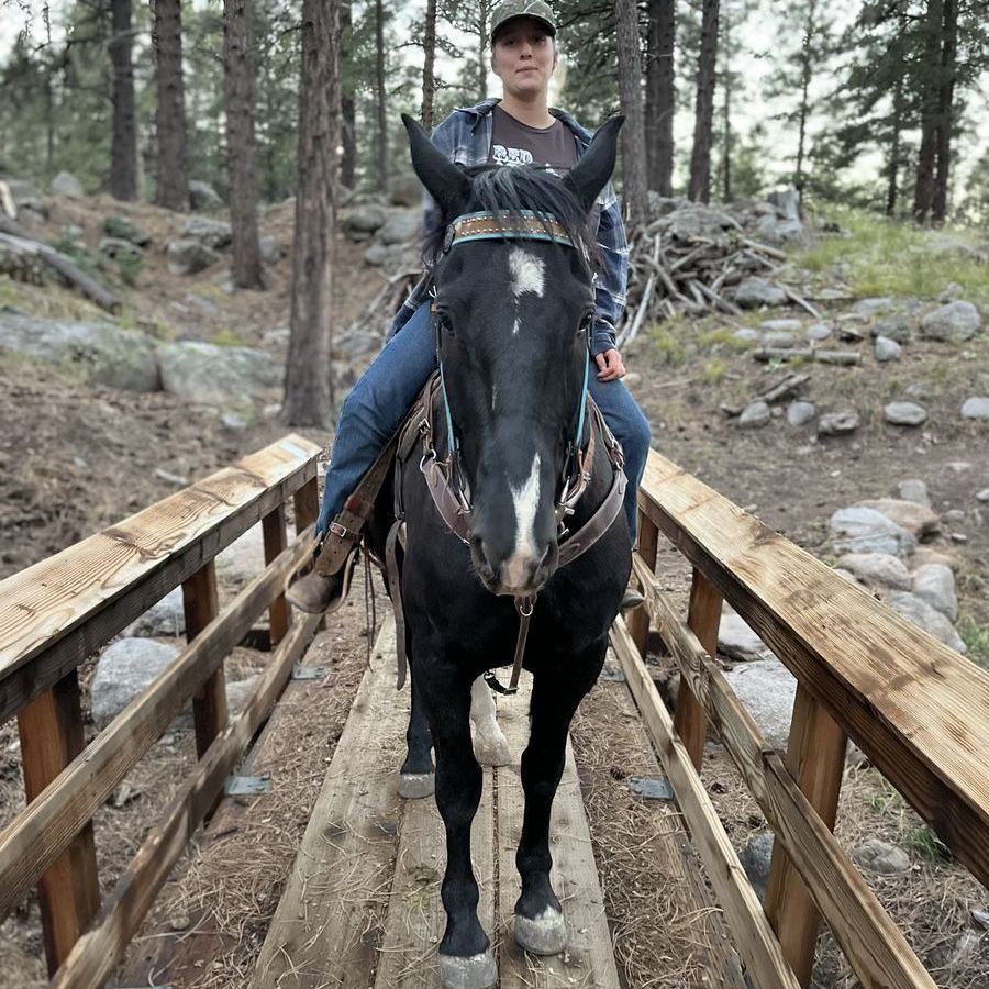 Blue Roan Gelding – Safe, Papered Trail Horse