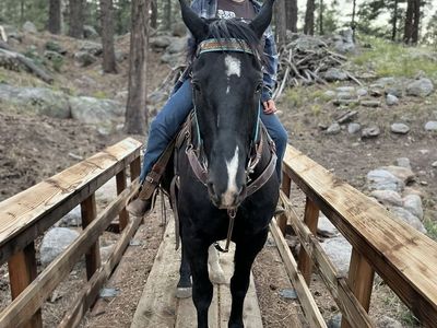 Blue Roan Gelding – Safe, Papered Trail Horse