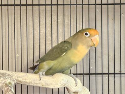 Beautiful Lovebird
