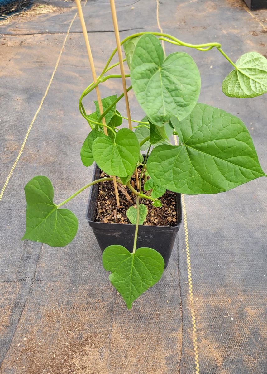 10 4.5” Morning Glory Delivered To Your Door-assorted colors