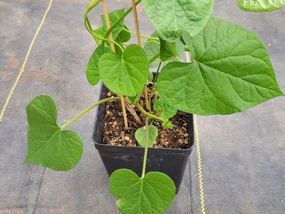 10 4.5” Morning Glory Delivered To Your Door-assorted colors