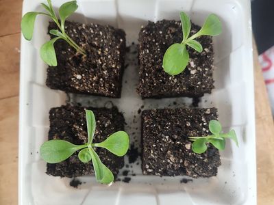 Blue Bachelor Button Cornflower Seedlings – 4-Pack