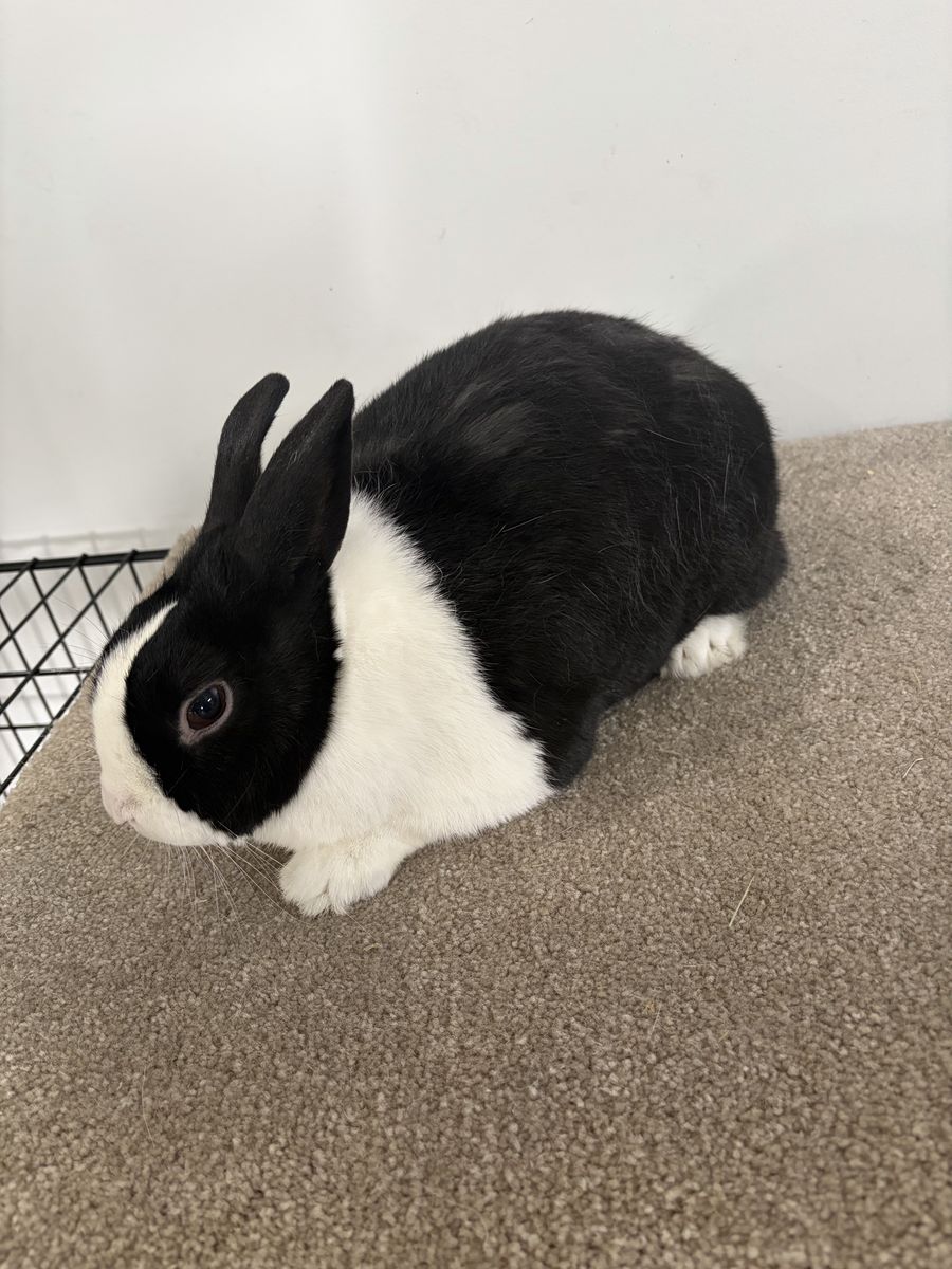 Dutch and Mini Rex Rabbits