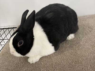 Dutch and Mini Rex Rabbits